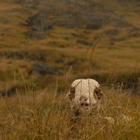 Lamb, Mutton, Vegetation