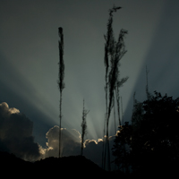 Sun beams, vegetation, Sky