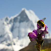 Bee, Mountains, Machapuchre, Blue Moon, flower